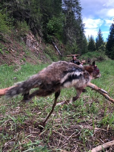 idaho chipmunk.JPG