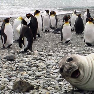 laughing seal.jpg