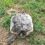 snapping turtle