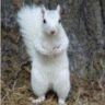 White Squirrel