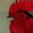 AngryRooster