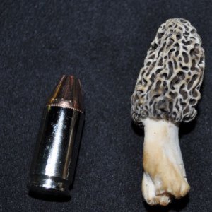 2010 Morels