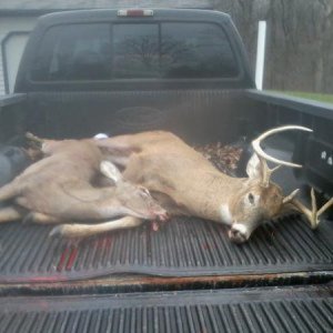 2011 Deer