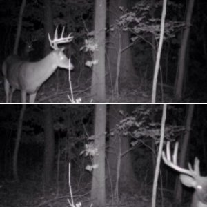 Wide Buck