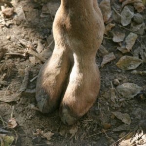 Nice cameltoe!