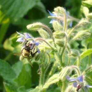 bumblebee on borage