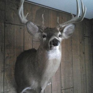 deer mount