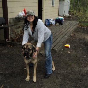 Kimber - beautiful English mastiff