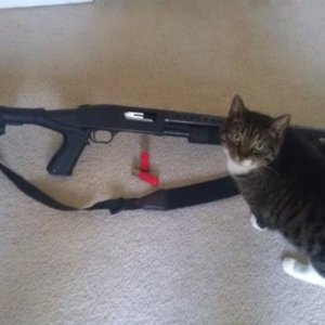 Mossberg 500 SP w/ my cat. =)

Safety Checked