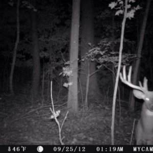 Wide Buck