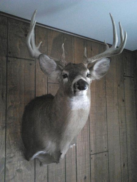 deer mount