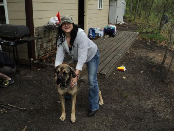 Kimber - beautiful English mastiff