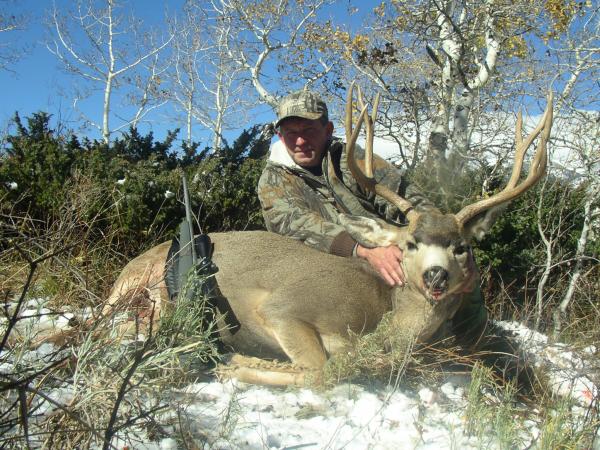 mule deer 07