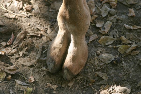 Nice cameltoe!