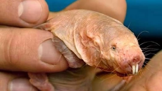 naked-mole-rat-cancer.jpg