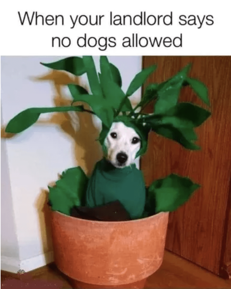 flowerpot-landlord-says-no-dogs-allowed