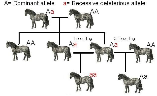 Shetland_pony_inbred.jpg