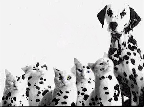 dalmatian_kittens.jpg