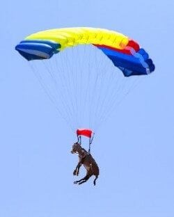 skydiving-donkey-e1279716486937.jpg