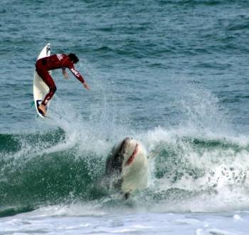 shark-vs-surfer.jpg