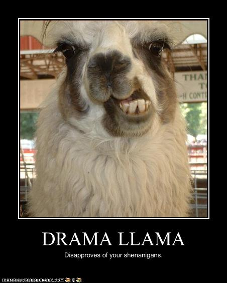 drama_llama.jpg