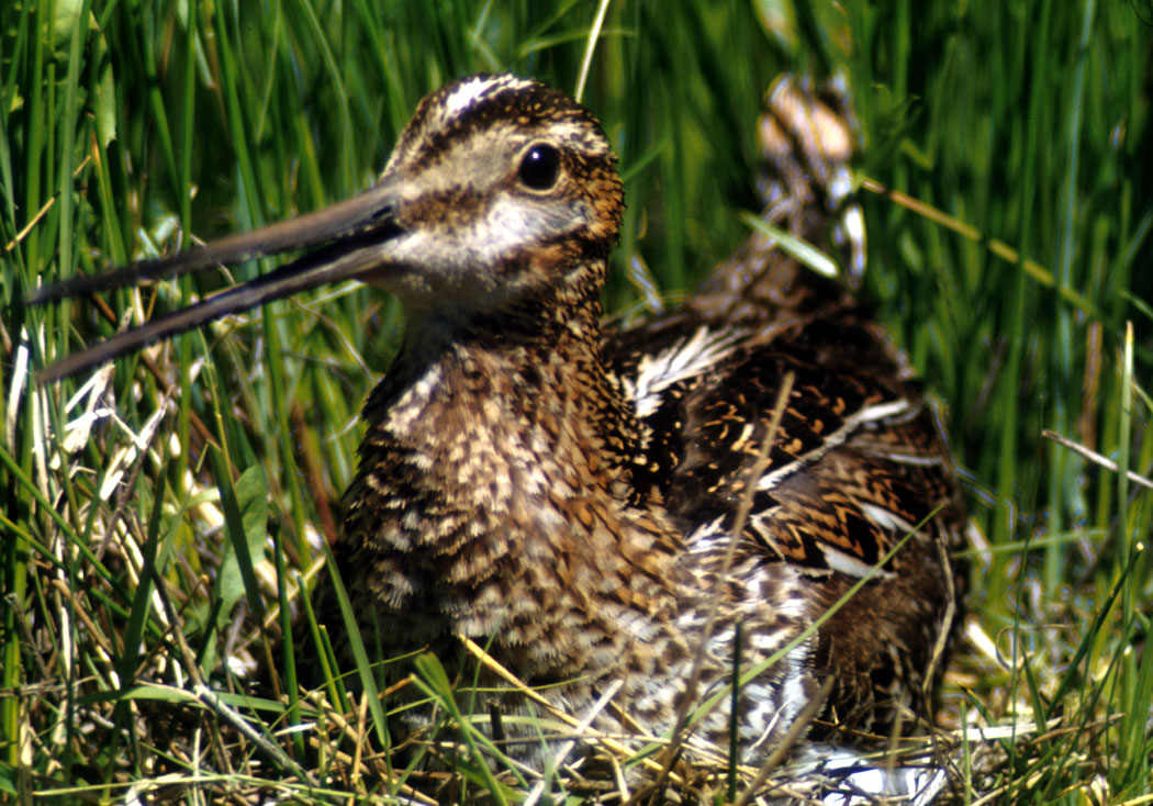 Commonsnipe67.jpg