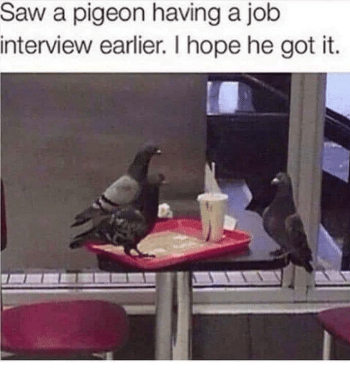 saw-pigeon-having-job-interview-earlier-hope-he-got