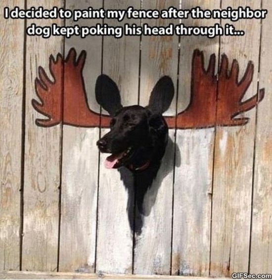 1966948179----Neighbors-Dog-MEME.jpg