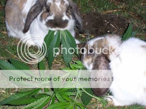 weedbunnies3pm.jpg