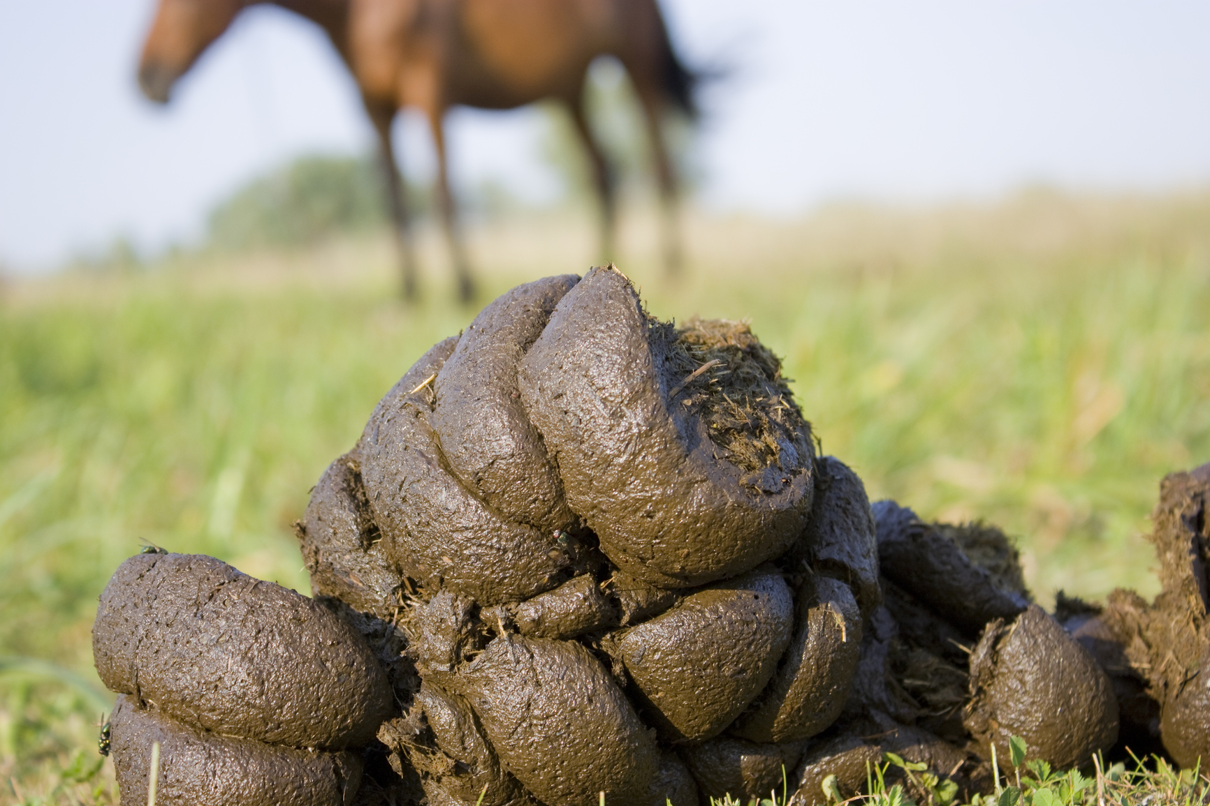 joke-happy-horse-healthy-planet-_manure.jpg