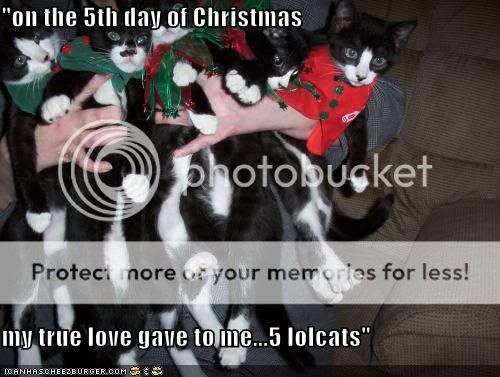 funny-pictures-you-got-five-lolcats-for-christmas.jpg