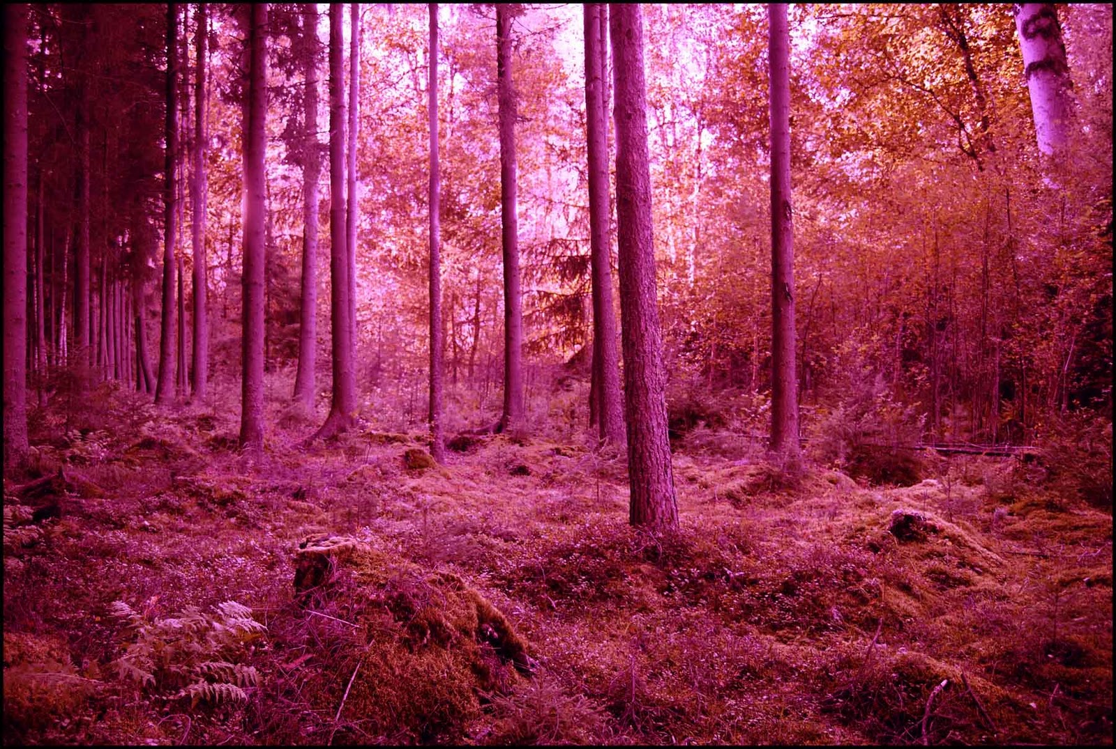 pink%2Bforest.jpg