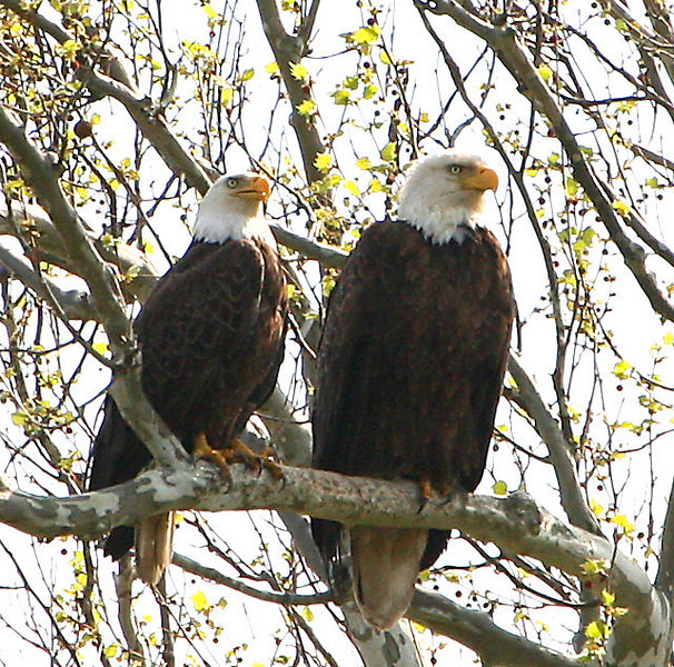 naturebirdeaglepairperch-L.jpg