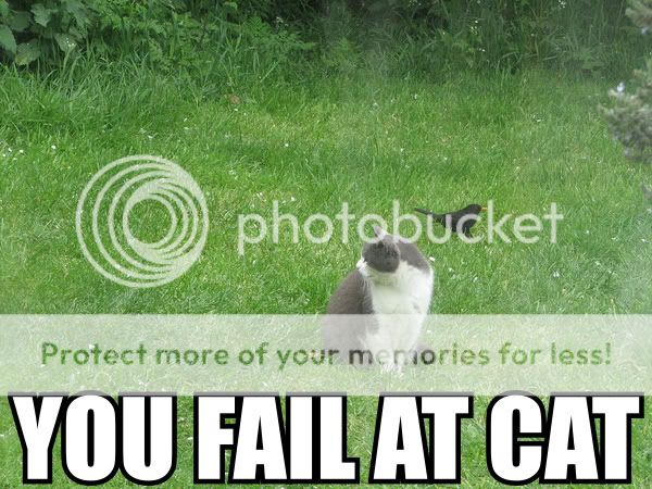 cat_fail.jpg