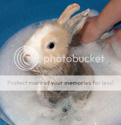 bunny-bubble-bath.jpg