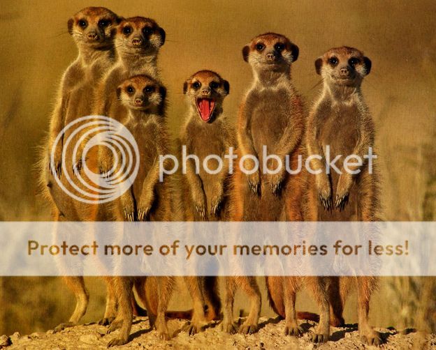 7meerkats008.jpg