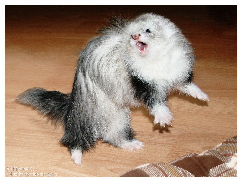 shiva___a_crazy_ferret_by_evilladyc-d3lp9br.jpg