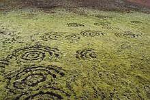 220px-Fairy_ring_on_Iceland.jpg