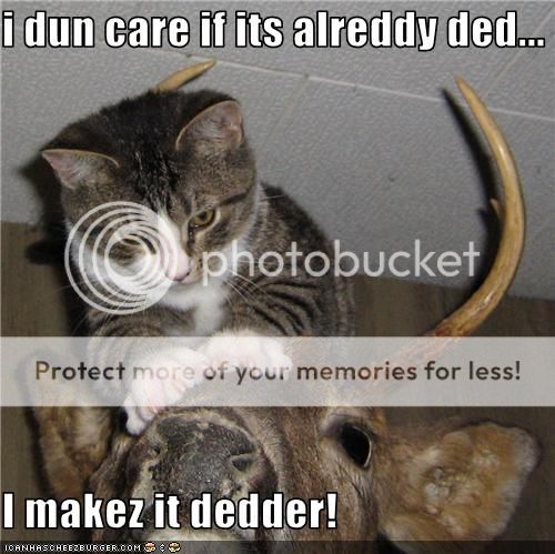 funny-pictures-cat-does-not-like-taxidermy.jpg