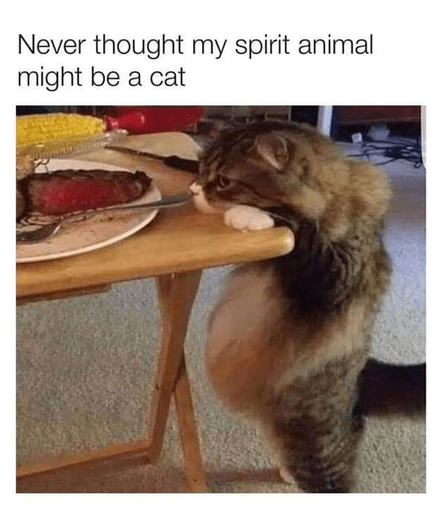 cat-never-thought-my-spirit-animal-might-be-cat