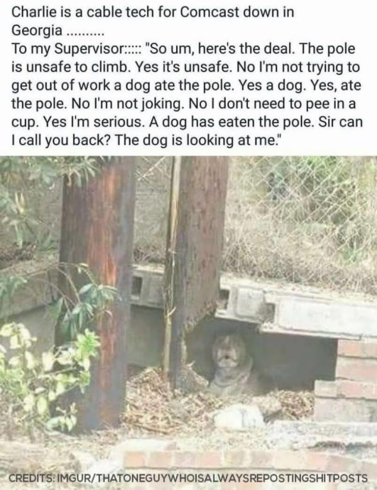 The-dog-ate-the-pole....jpg