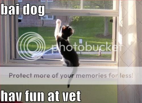 funny-pictures-kitten-waves-goodbye.jpg