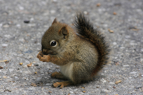 baby_squirrel_eating_by_cassidylovesart-d4ydzwl.jpg