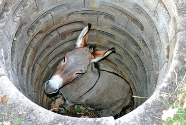 donkey-in-hole.jpg