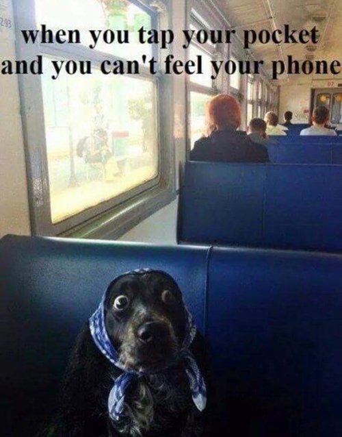 funny-dog-images-phone.jpg