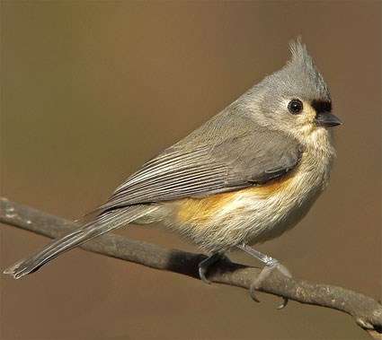 tufted_titmouse_1.jpg