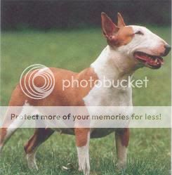 bull_terrier.jpg