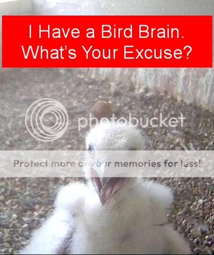 BirdBrain01.jpg