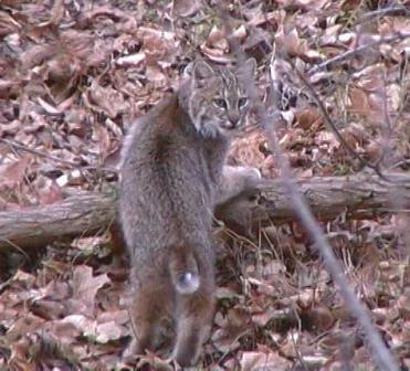 bobcat2.JPG