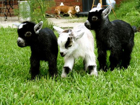 goats_lead_wideweb__470x352_0.jpg